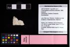 NHMW-GEO-2007z0149-0302_Ol_01.tifCracensigillatus acutirostrus (Moericke, 1889)  (NHMW-GEO-2007z0149-0302)
